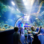 Bristol Aquarium CREDIT Bristol-Aquarium