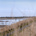 Boston-2000x1200-RSPBFrampton-Landscape028.JPG