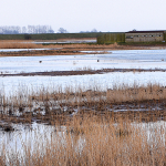 Boston-2000x500-RSPBFrampton-Landscape005.JPG