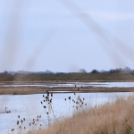 Boston-2000x500-RSPBFrampton-Landscape028.JPG