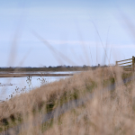 Boston-630x630-RSPBFrampton-Landscape028.JPG