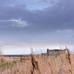 Boston-630x630-RSPBFrampton-Landscape044.JPG