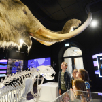 The Box Mammoth