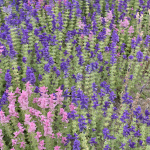 The Lost Gardens of Heligan St.Austell