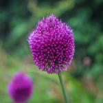 The Lost Gardens of Heligan