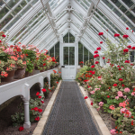The Lost Gardens of Heligan - Greenhouse