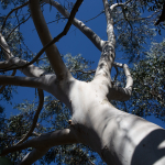 Marks Hall Arboretum