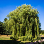 Marks Hall Arboretum