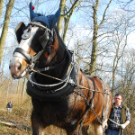 630x630HorseLoggingTreswellWoodNNotts01.jpg