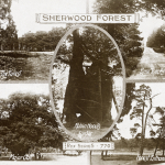 Sherwood Forest Credit Nottinghamshire Archives