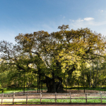 SherwoodforestMajorOak1.jpg