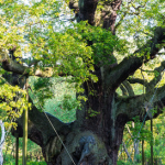 SherwoodForestMajorOak2.jpg