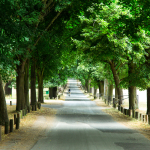 Wollaton Hall driveway